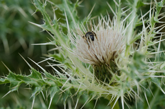 Cirsium glabrum