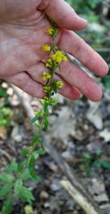 Solidago squarrosa