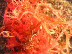 Hypnea rosea