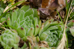 Sempervivum