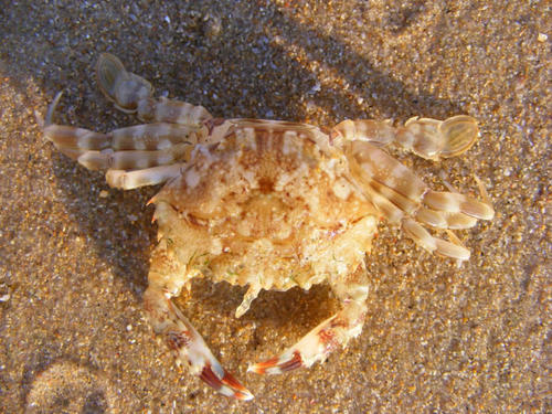 Charybdis annulata