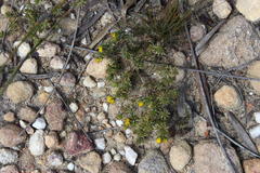 Aspalathus juniperina juniperina