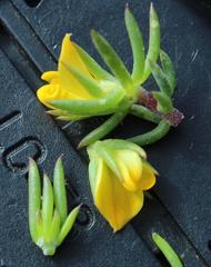 Aspalathus juniperina juniperina