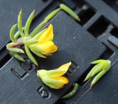 Aspalathus juniperina juniperina