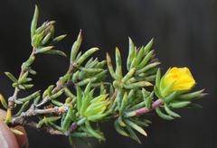 Aspalathus juniperina juniperina