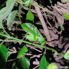 Hexacentrus japonicus