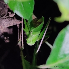 Hexacentrus japonicus