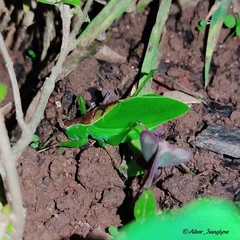 Hexacentrus japonicus