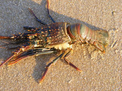 Panulirus penicillatus