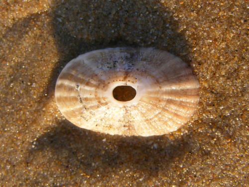 Medusafissurella dubia