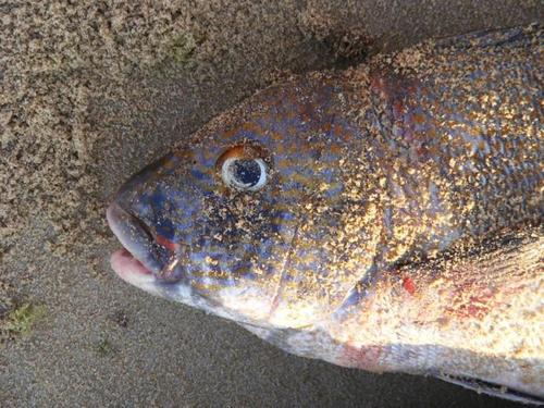 Plectorhinchus flavomaculatus