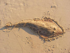 Greyspot Guitarfish photo 2