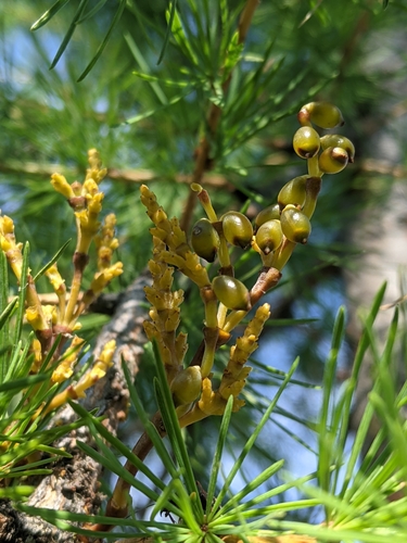 larch dwarf mistletoe (Arceuthobium laricis)