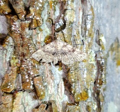 Metalectra quadrisignata