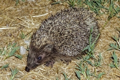 Erinaceus roumanicus