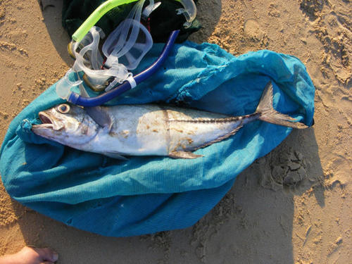Caranx sexfasciatus