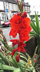 Gladiolus × hortulanus