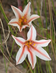 Cyrtanthus clavatus