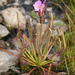 Drosera capensis - Photo (c) Gerhard Malan, μερικά δικαιώματα διατηρούνται (CC BY-NC), uploaded by Gerhard Malan