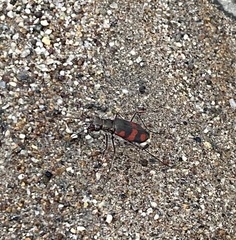 Cicindela sommeri