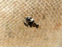 Psyllobora bicongregata