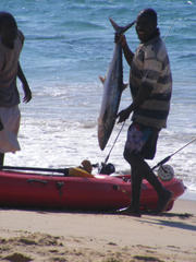 Scomberomorus commerson