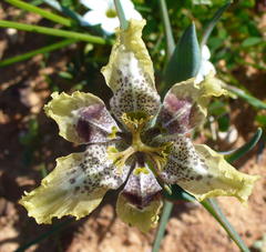 Ferraria densepunctulata