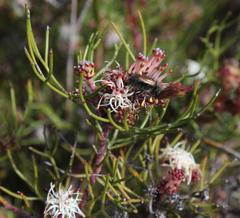 Serruria inconspicua