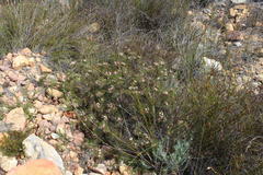 Serruria inconspicua