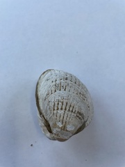 Clinocardium nuttallii