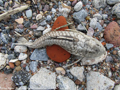 Hypostomus