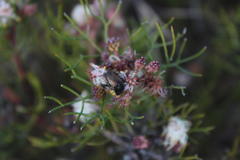 Serruria inconspicua