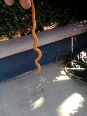 Diadophis punctatus similis