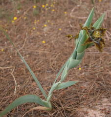 Ferraria divaricata
