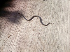 Diadophis punctatus similis