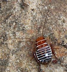 Temnopteryx phalerata