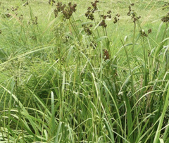 Scirpus atrovirens