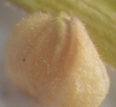 Valerianella locusta