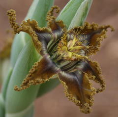 Ferraria divaricata