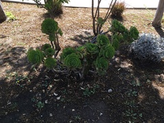 Aeonium canariense
