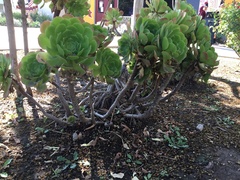 Aeonium canariense