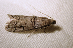 Acrobasis romanella