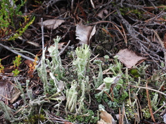 Cladonia sulphurina