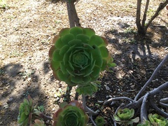 Aeonium canariense