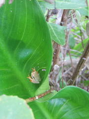 Hyperolius horstockii