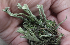 Cladonia sulphurina