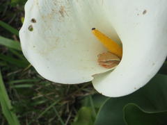 Hyperolius horstockii