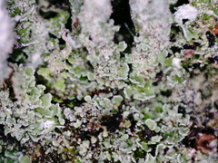 Cladonia sulphurina