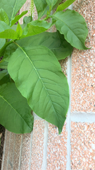 Phytolacca americana