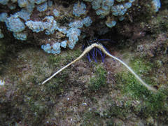 Panulirus versicolor